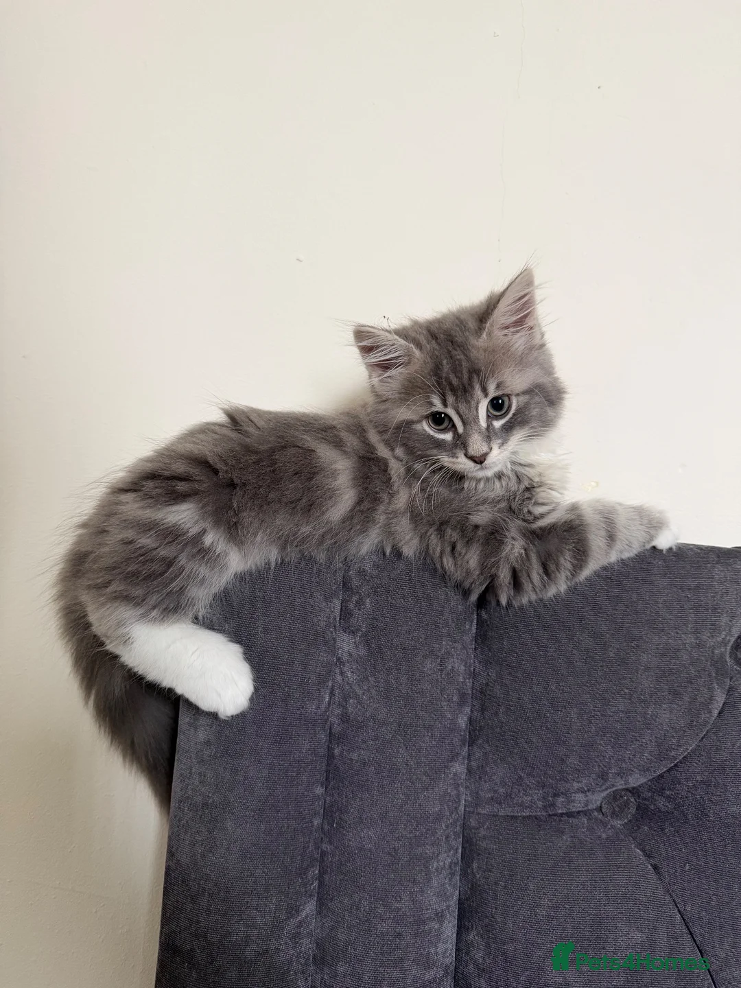 Mixed Breed cats for sale: Male Fluffy grey cat  - Advert 2