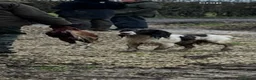 English Springer Spaniel dogs for stud: *KC registered* Gus available for stud - Advert 3