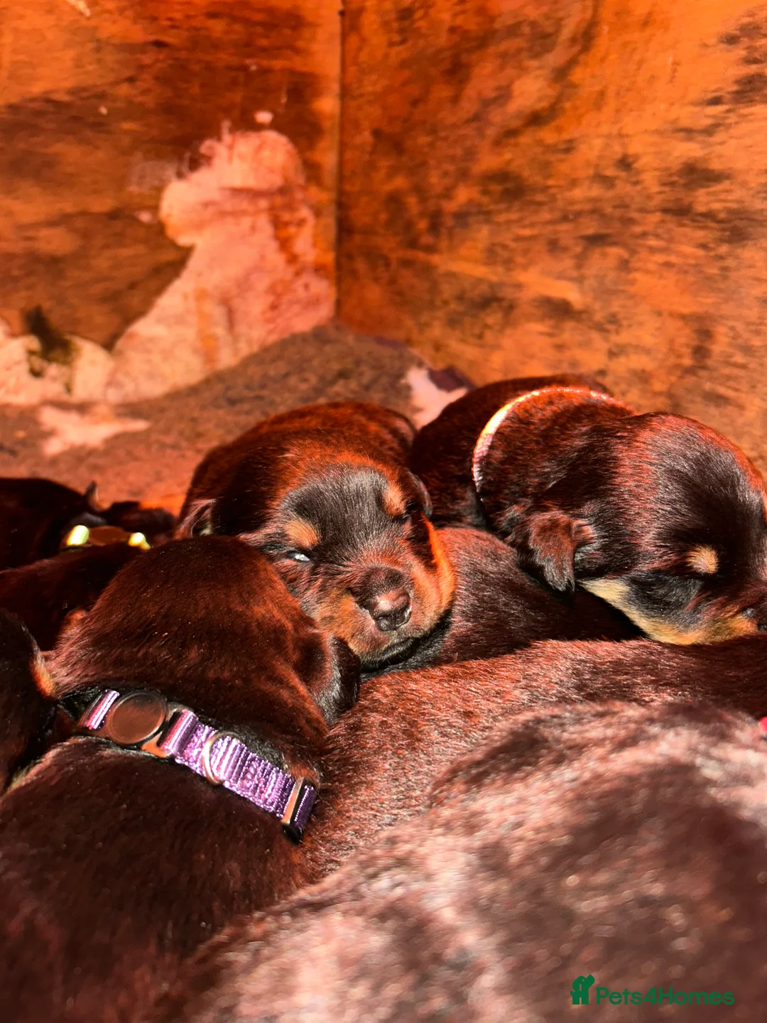 Rottweiler dogs for sale: CHUNKY BEAUTIFUL ROTTWEILERS   - Advert 15