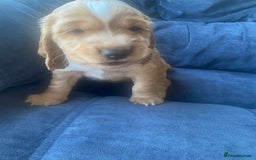 Cocker Spaniel dogs for sale: Show type Cockers  - Image 5