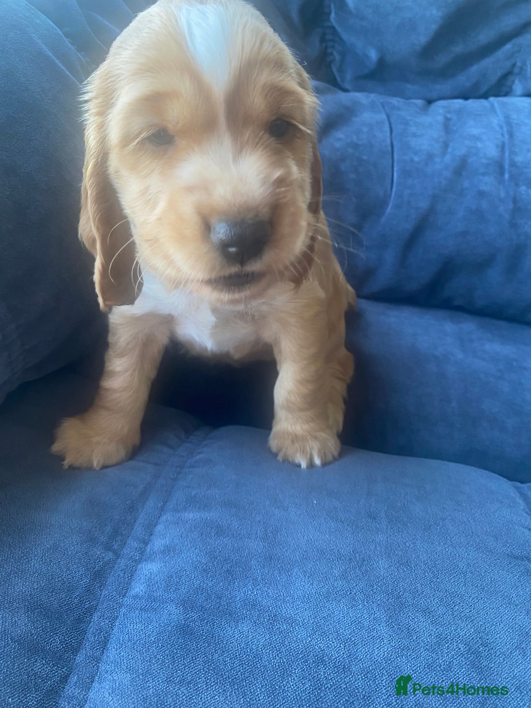 Cocker Spaniel dogs for sale: Show type Cockers  - Image 5