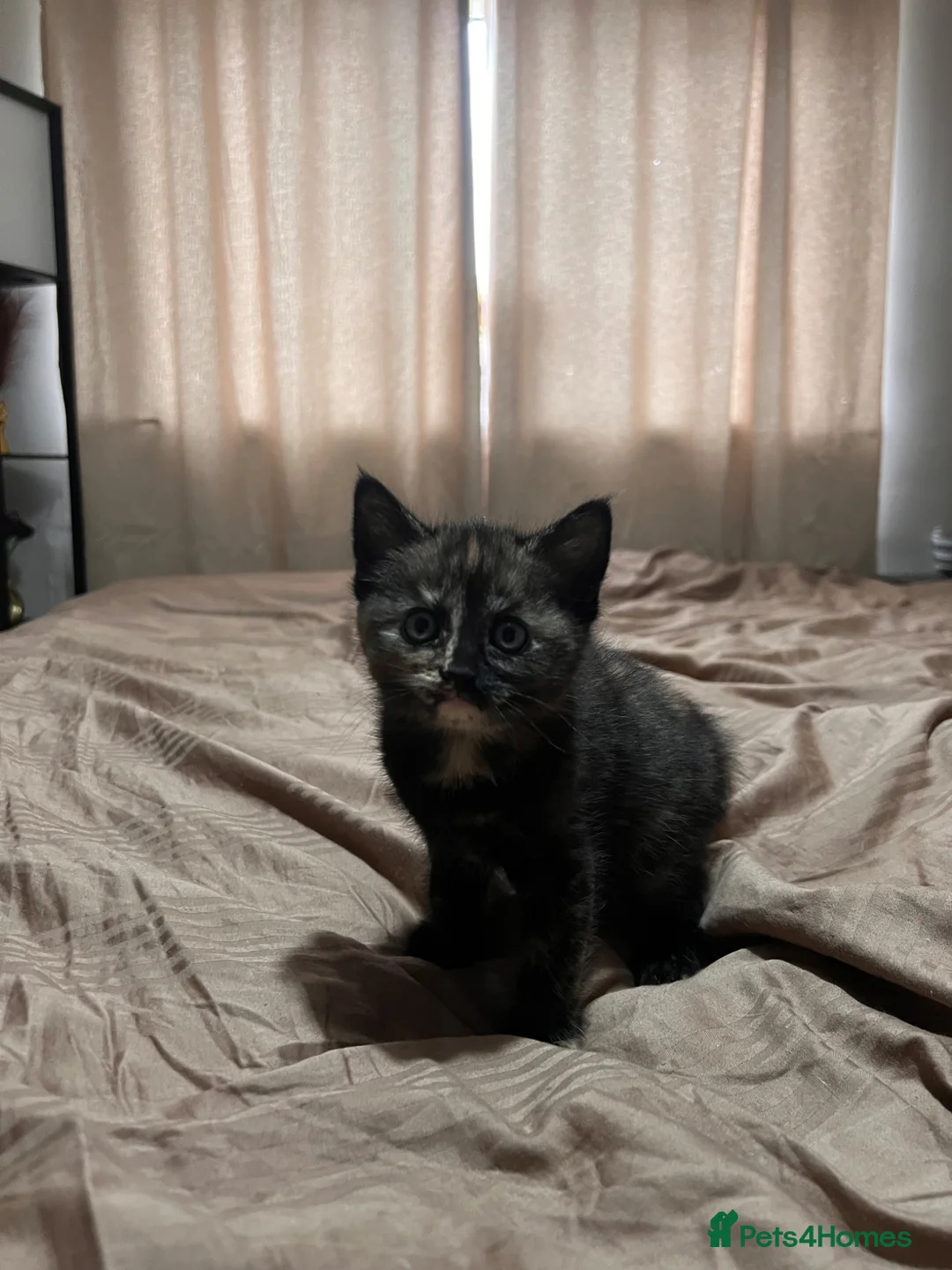 Mixed Breed cats for sale: 4 tortie female kittens - Advert 2