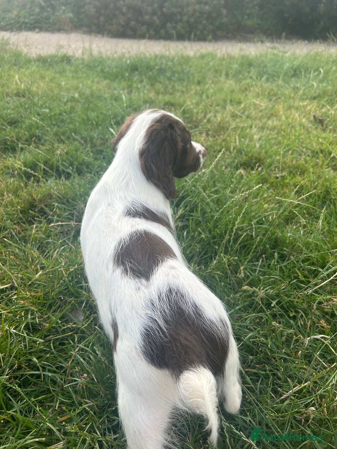 English Springer Spaniel dogs for sale: Last springer pup remaining  in Rugby - Image 4