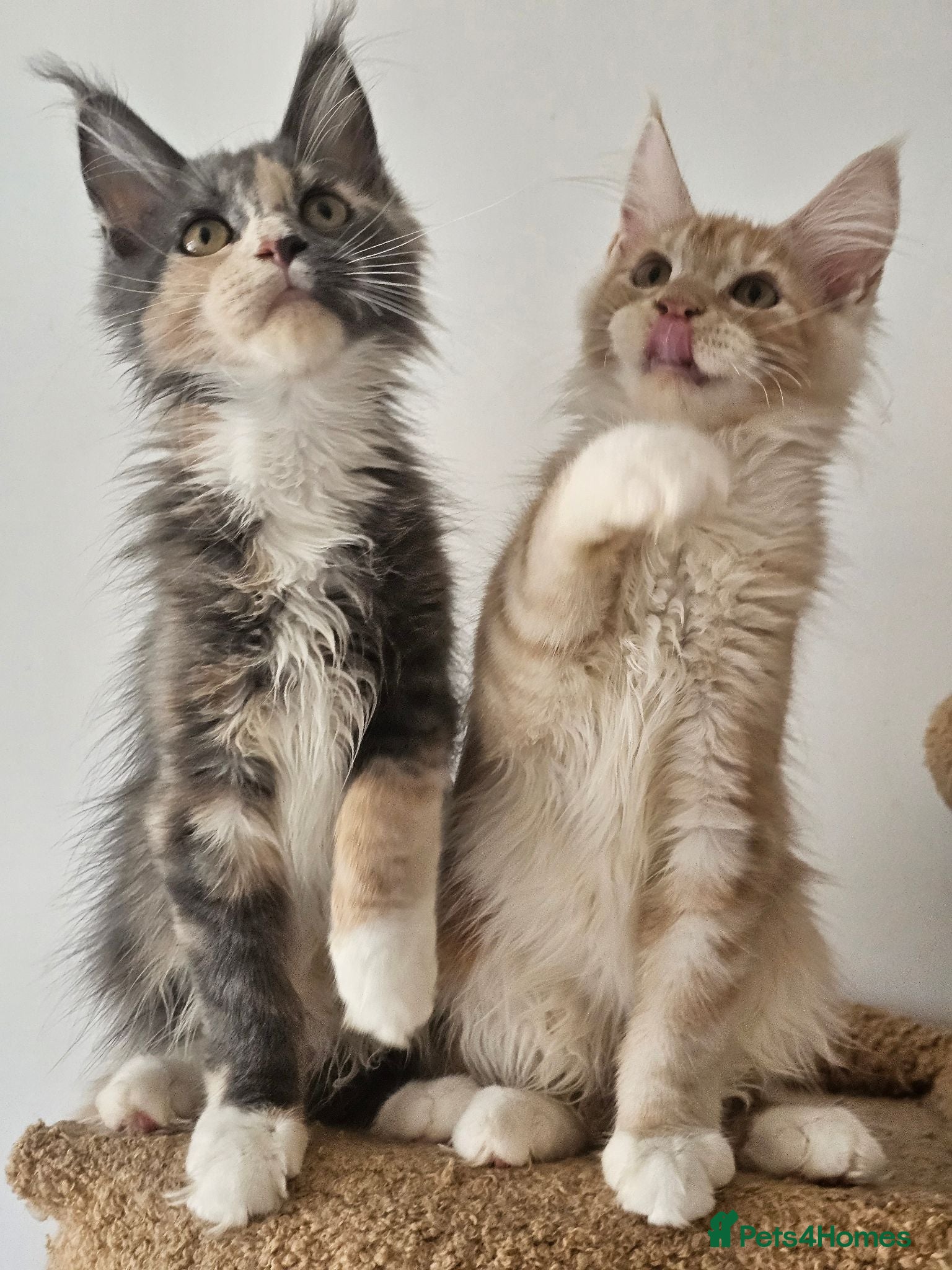 Maine Coon cats Maine coon kittens from heath tested parents - Advert 1