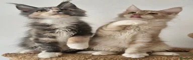 Maine Coon 6