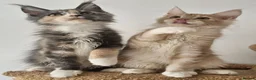 Maine Coon cats for sale: Maine coon kittens from heath tested parents - Advert 5