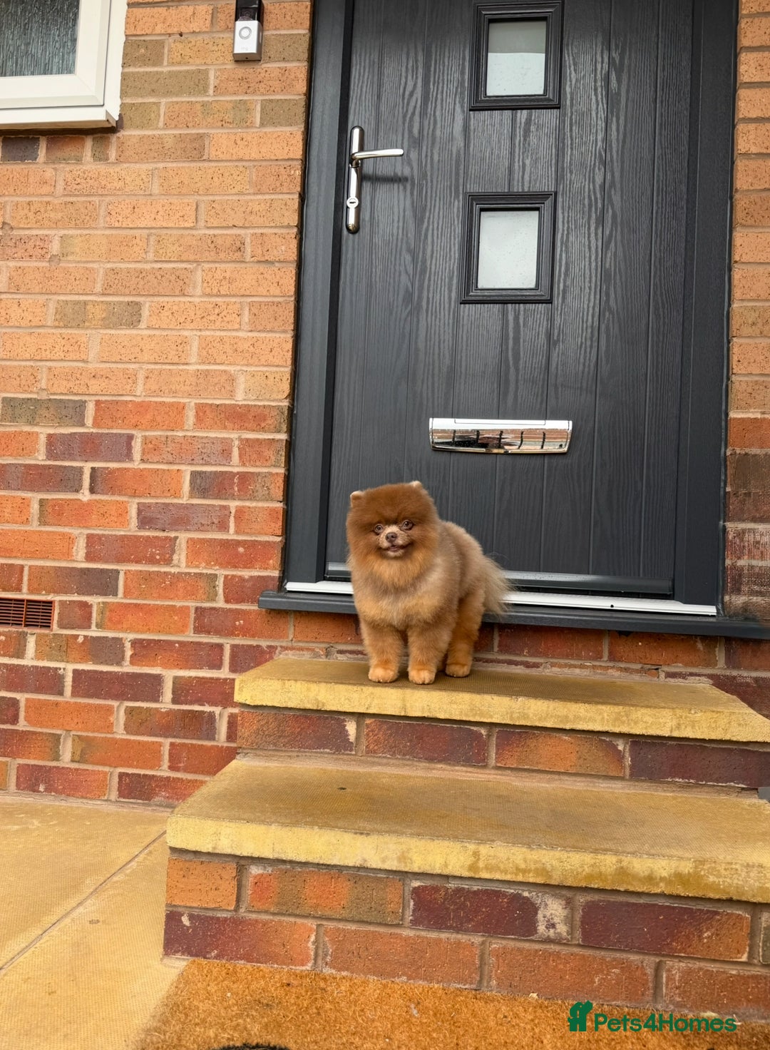Pomeranian dogs for stud: Lilac and orange tan teddy Bear🪻🍊 - Image 4