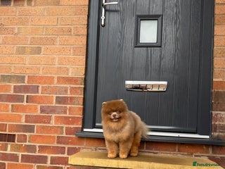 Pomeranian dogs - Advert 6