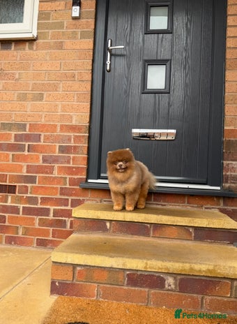 Pomeranian dogs Lilac and orange tan teddy Bear🪻🍊 - Advert 1