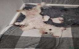Maltese dogs for sale: Adorable Maltese Puppies for Sale.! - Image 1