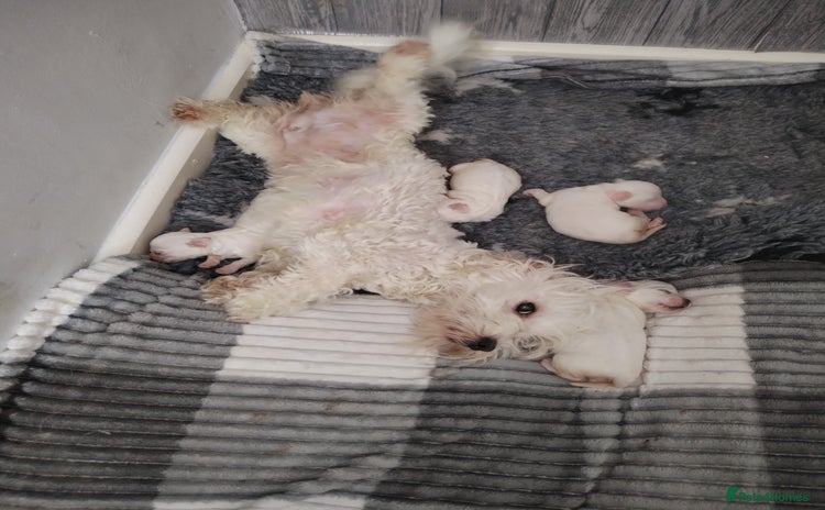 Maltese dogs - Advert 6