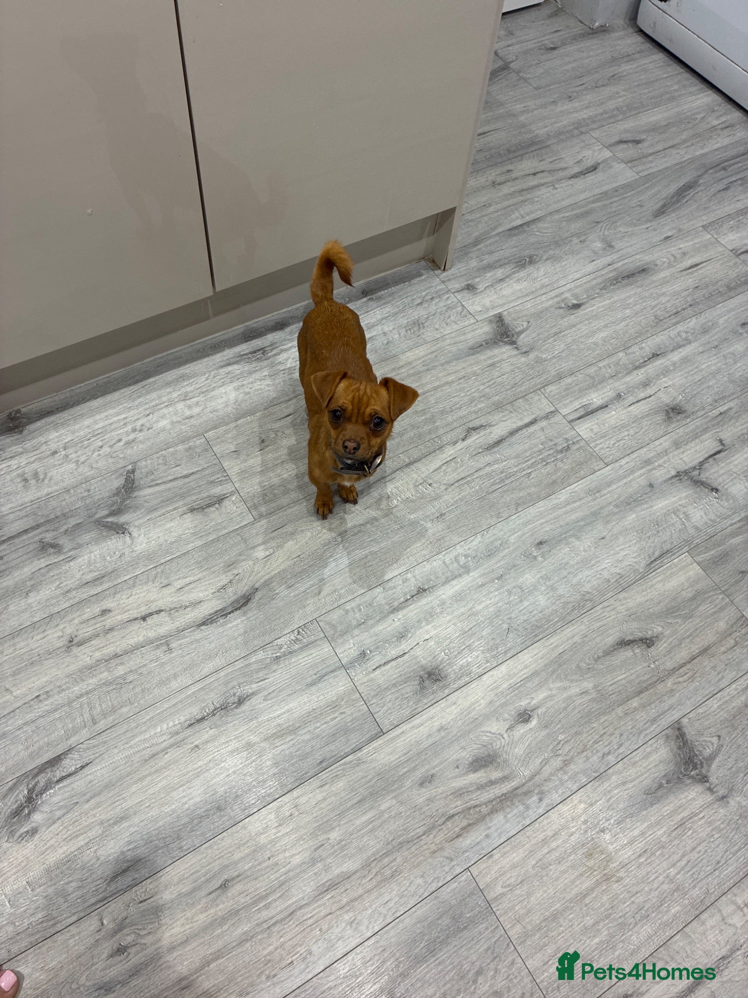 Jack Russell dogs Minature jack Russell  girl for sale  - Advert 1