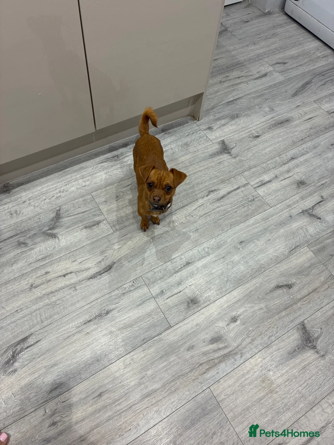 Jack Russell dogs for sale: Minature jack Russell  girl for sale  - Advert 1