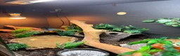 Leopard Gecko reptiles for sale: leopard gecko for rehoming with full set up  in Bilston - Advert 6