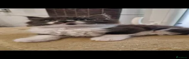 Mixed Breed Kitten 3
