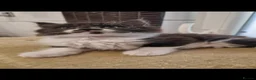 Mixed Breed cats for sale: Kittens   - Advert 21