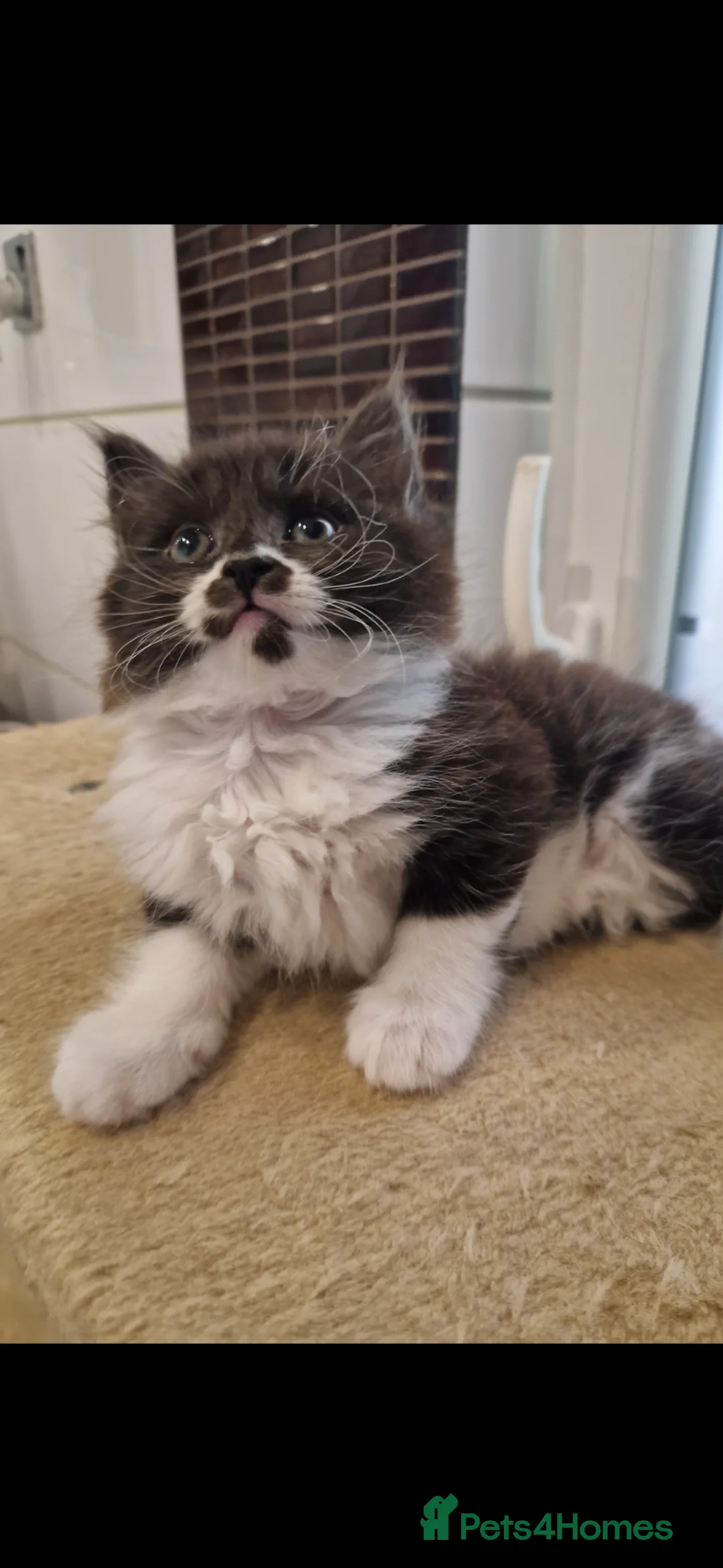 Mixed Breed cats for sale: Kittens   - Advert 21