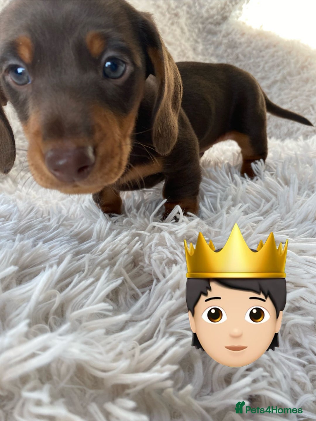 Miniature Dachshund dogs for sale: Chocolate and tan boys. - Advert 5