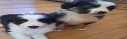Mixed Breed dogs for sale: Beautiful Bordernese  - Advert 11