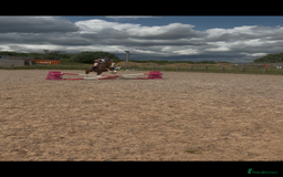 Welsh Section D horses for sale: 🌟 Gorgeous – Quality Welsh Section D – 14.2hh 🌟 - Image 15