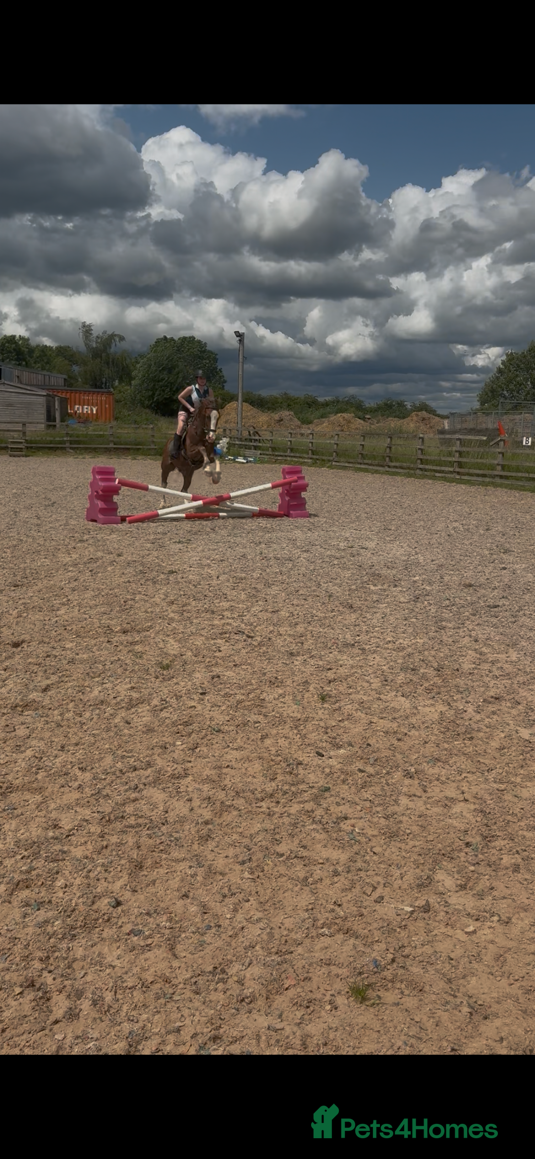 Welsh Section D horses for sale: 🌟 Gorgeous – Quality Welsh Section D – 14.2hh 🌟 - Image 15