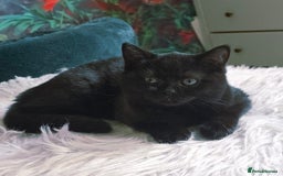 British Shorthair cats for sale: Last fluffy black BSH kitten!!  - Advert 7