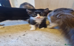 Mixed Breed cats for sale: Beautiful male black and white kittens  - Image 3