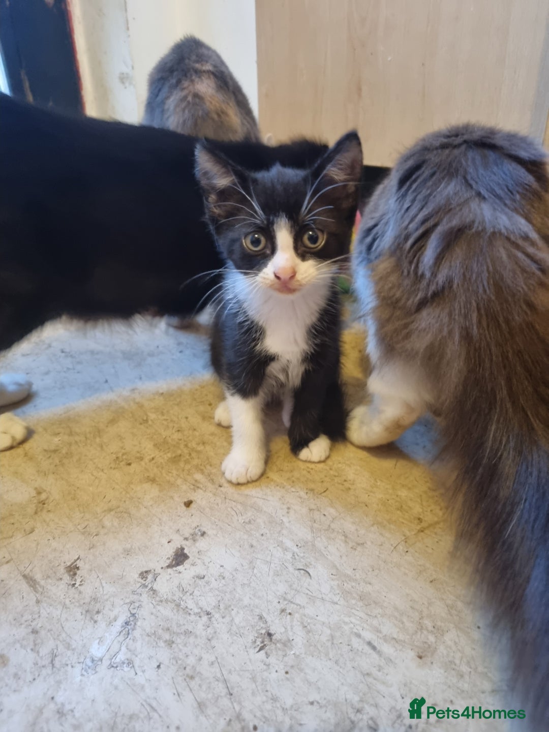 Mixed Breed cats for sale: Beautiful male black and white kittens  - Image 3