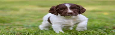 English Springer Spaniel 2