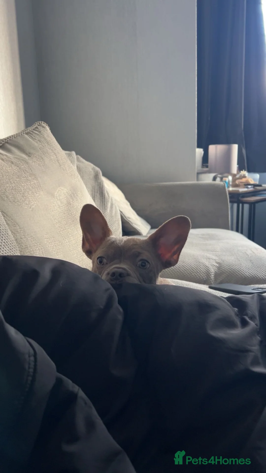French Bulldog dogs for sale: 5 month old French Bulldog female (blue) - Advert 2