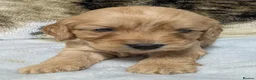Cockapoo dogs for sale: Stunning DNA clear F1 Cockapoo puppies  - Advert 10
