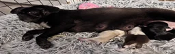 Pug dogs for sale: Beautiful Exotic Pug Puppies - Advert 17