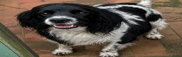 Cocker Spaniel dogs for sale: Beautiful Cocker Spaniel pups for sale - Advert 1