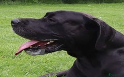 Great Dane dogs for stud: KC REG - health tested - Well proven in Wisbech - Image 1
