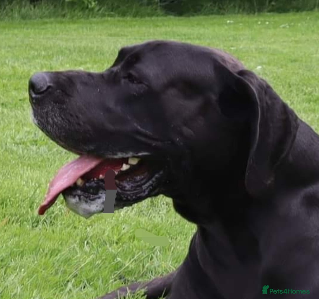 Great Dane dogs for stud: KC REG - health tested - Well proven in Wisbech - Image 1