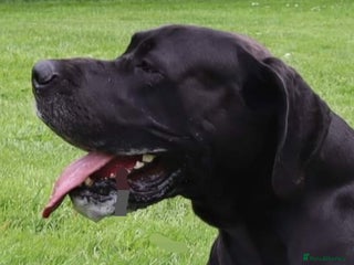 Great Dane dogs in Wisbech - Advert 1