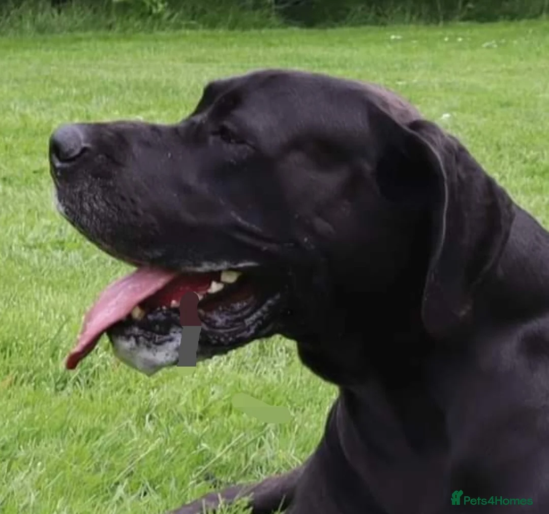 Great Dane dogs for stud: KC REG - health tested - Well proven in Wisbech - Advert 2