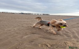Yorkshire Terrier dogs for stud: 5.1 kg Yorkshire Terrier Stud - Image 3