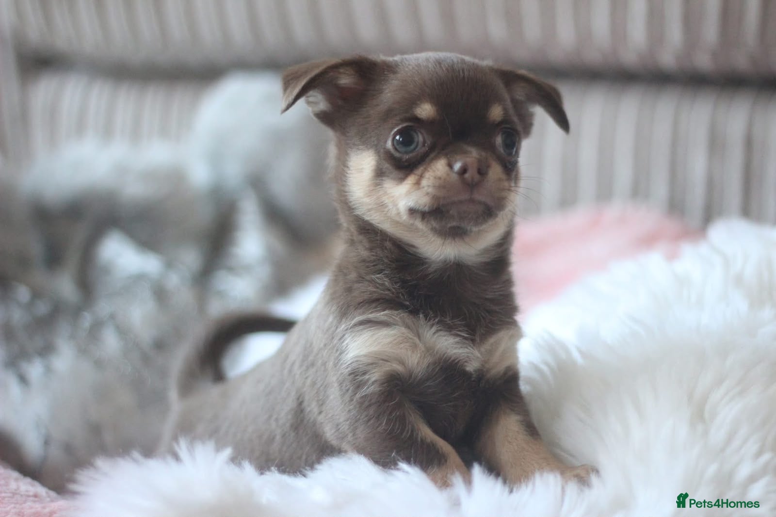 Chihuahua dogs OUTSTANDING QUALITY KC REG CHIHUAHUA PUPPIES 🐶🤎 - Advert 2