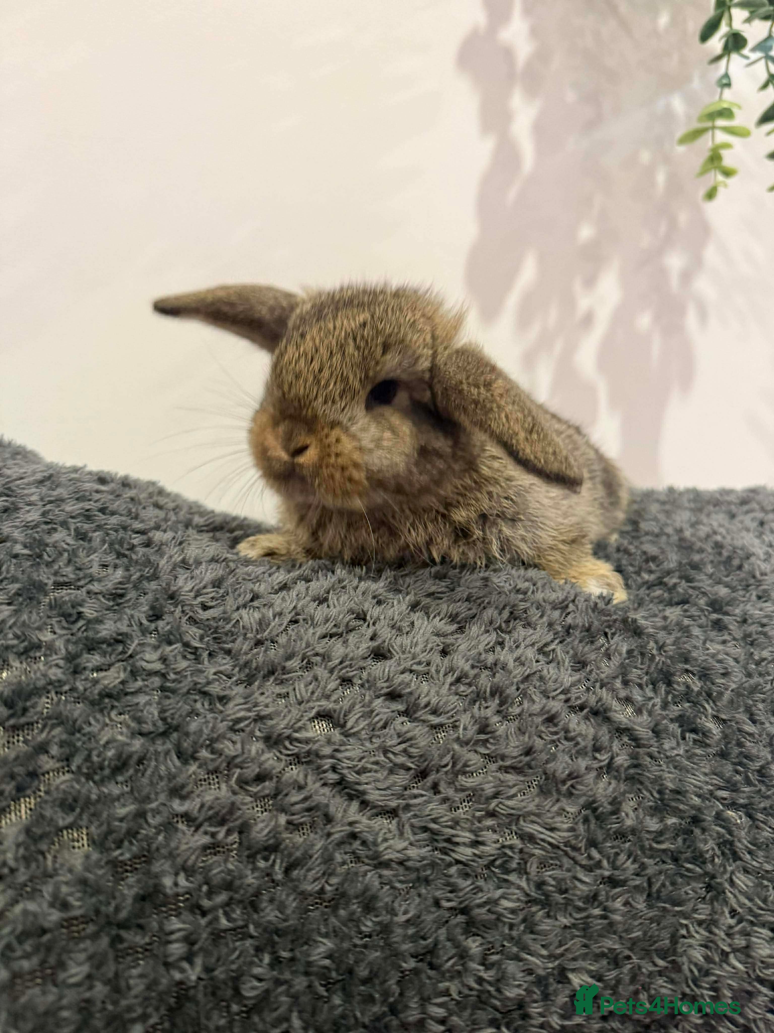 Mini Lop rabbits Mini lops  - Advert 16