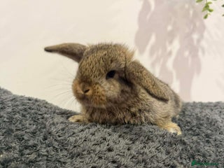 Mini Lop rabbits Mini lops - Advert 1