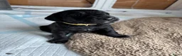 Mixed Breed dogs for sale: Doberdoodle Puppies – Ready for forever Homes! 🐾 - Advert 4