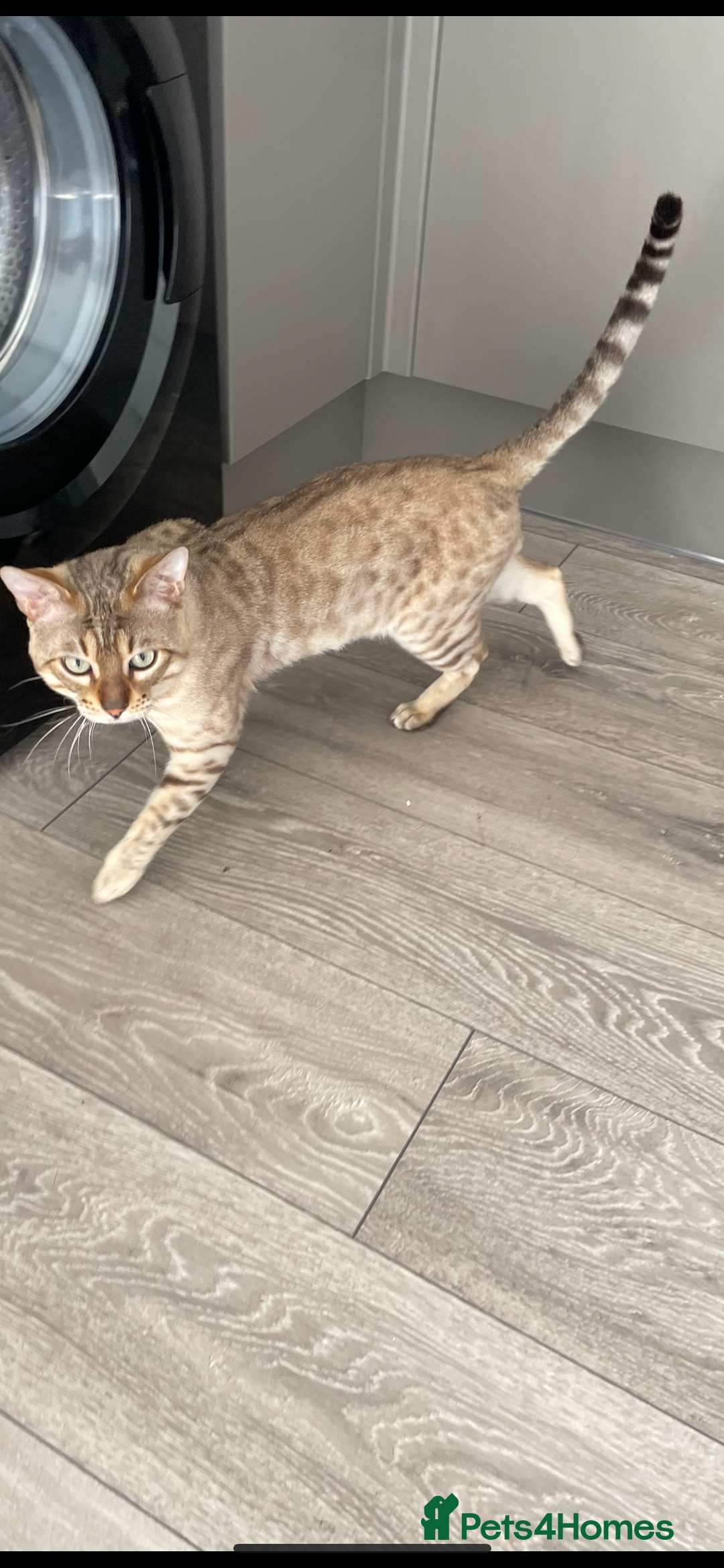 Bengal cats for sale: snow bengal  - Advert 4