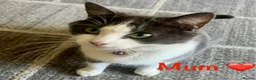 Mixed Breed cats for sale: Meet the Shelby Kittens ❤️ - Advert 1