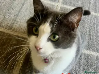 Mixed Breed cats Meet the Shelby Kittens ❤️ - Advert 3