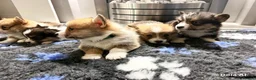 Welsh Corgi Pembroke dogs for sale: Kc pembroke corgi puppies - Advert 22