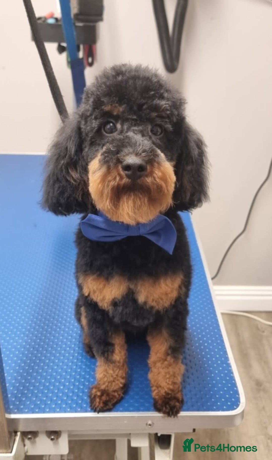 Toy Poodle dogs for stud:  fully Health tested kc reg toy poodle for stud in Doncaster - Advert 3