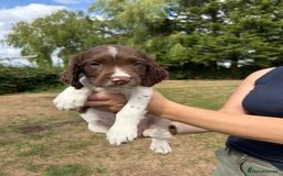 English Springer Spaniel dogs for sale: KC Working Springer Spaniel Puppies - Image 10