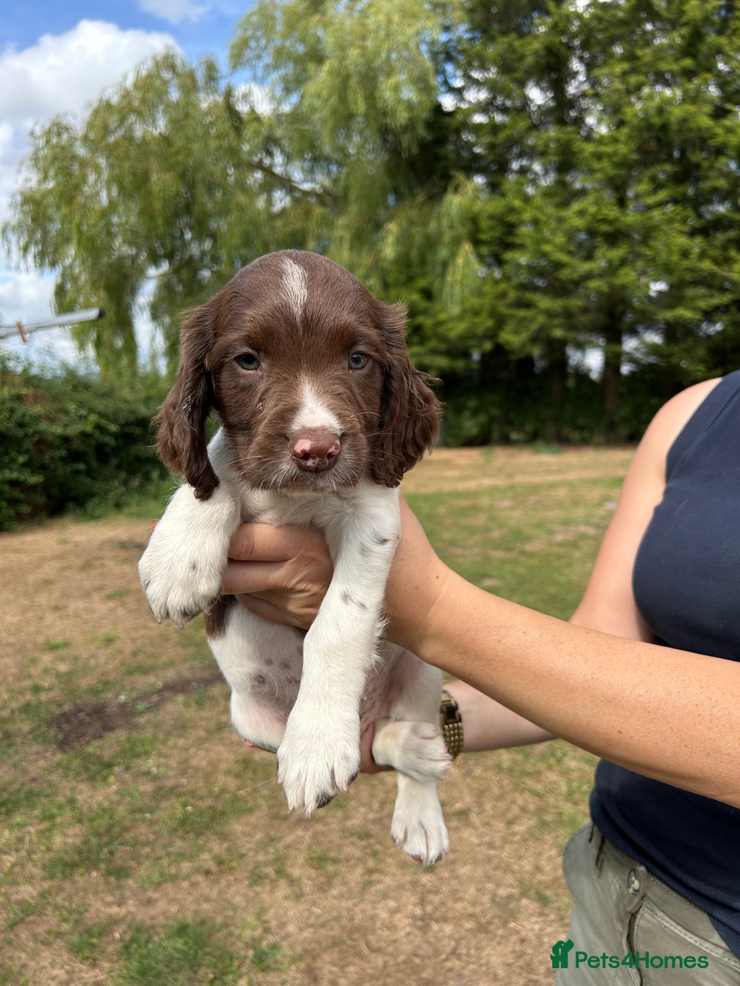 English Springer Spaniel dogs for sale: KC Working Springer Spaniel Puppies - Image 10