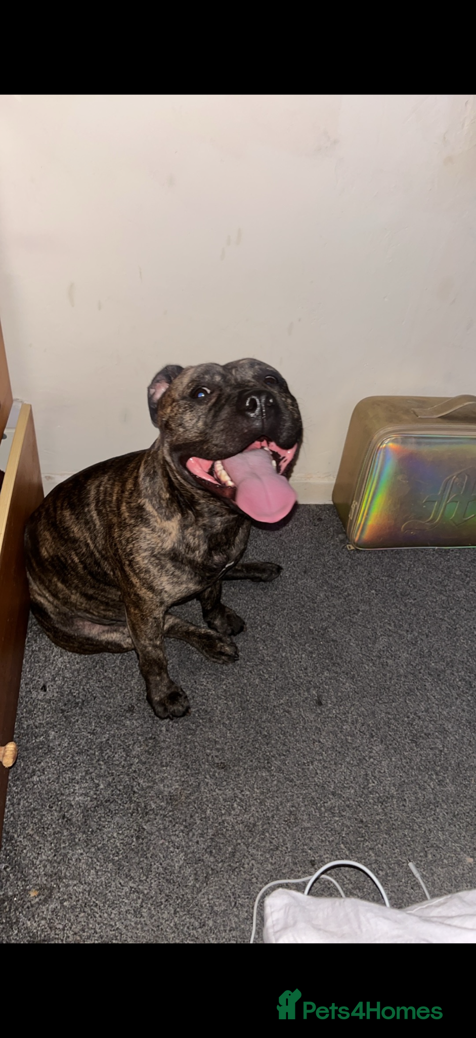 Staffordshire Bull Terrier dogs Narla x  - Advert 1